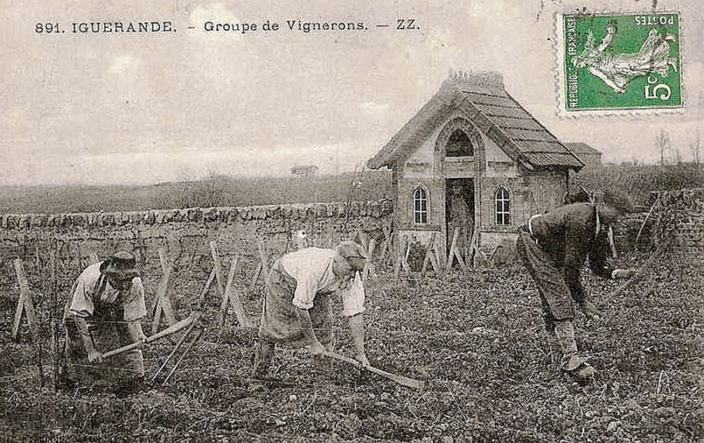 Iguerande_vigne